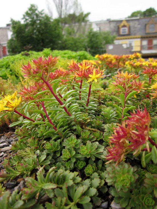 Plants on a green roof in Lancaster. Pa.