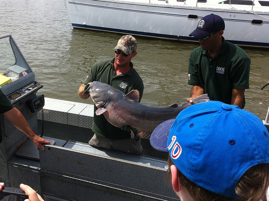 scientist with blue catfish