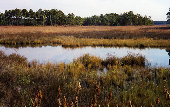 A typical Bay wetland.