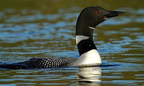 http://www.chesapeakebay.net/images/field_guide/Common_Loon_page_image.jpg