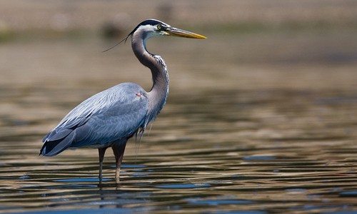 Image result for blue heron michigan