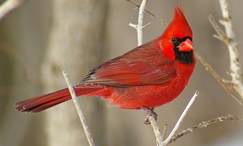 Male cardinals are very distinctive, with a brilliant red body and a black face. (Runner Jenny/Flickr)