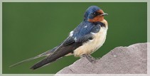 Barn Swallow