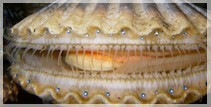 Bay Scallop