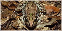 Southern Leopard Frog