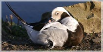 Long-Tailed Duck