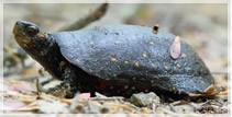 Spotted Turtle