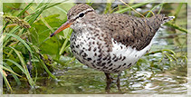 Spotted Sandpiper