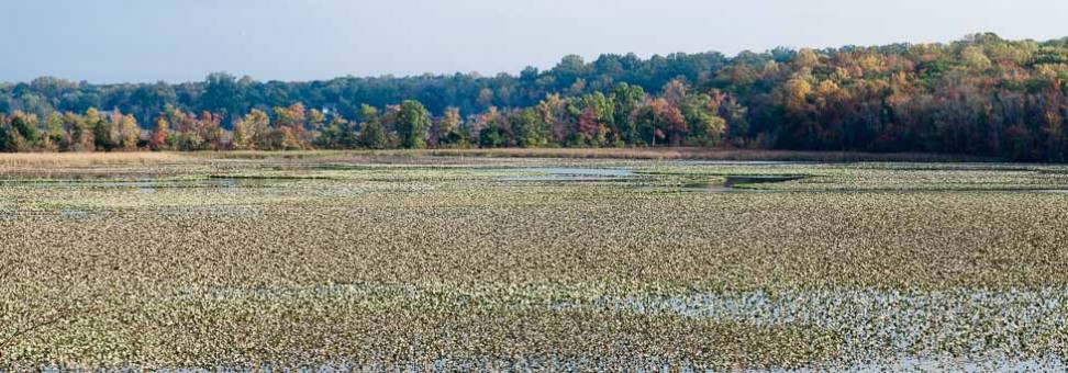 Bay 101: Wetlands in the Chesapeake Bay watershed