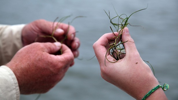 Underwater Grasses Decline