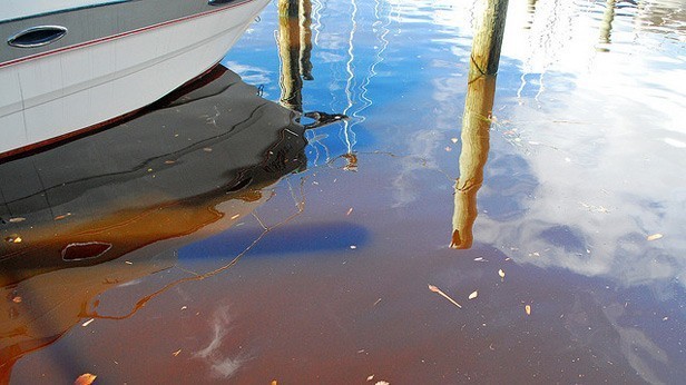 Bay 101: Algae Blooms