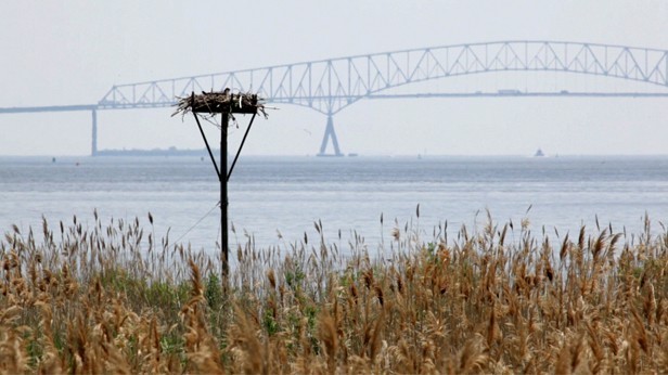 Urban Wetland a Refuge for Wildlife