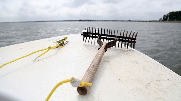 Biologists Track Bay Grasses