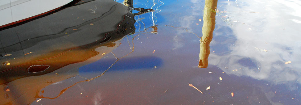 Bay 101: Algae Blooms