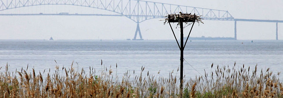 Urban Wetland a Refuge for Wildlife