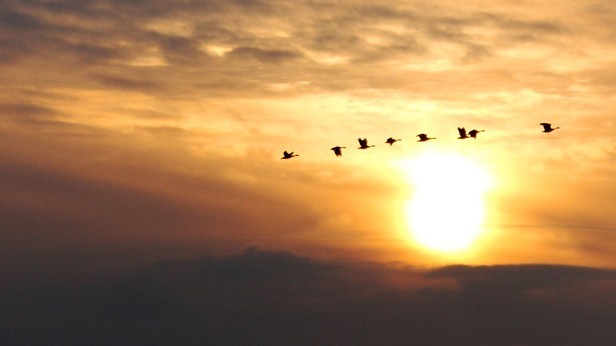 Bay 101: Winter Waterfowl