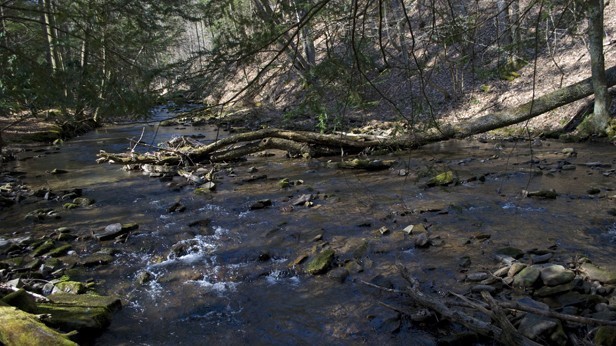 Brook trout reveal health of streams