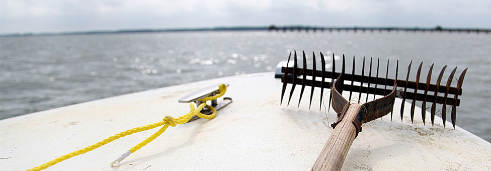 Biologists Track Bay Grasses