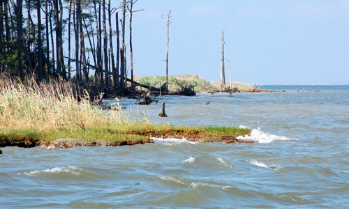 As sea levels increase, the Chesapeake Bay's tidal marshes will continue to erode away. (Chesapeake Bay Program)