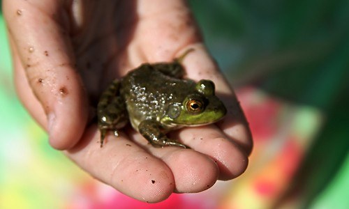 Education and engagement opportunities help educate the public about the importance of Chesapeake Bay restoration. (Chesapeake Bay Program)