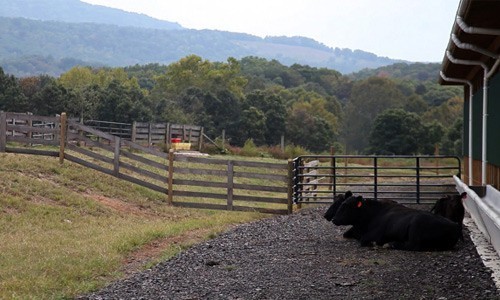 Livestock manure and poultry litter account for about half of the nutrients entering the Chesapeake Bay. States across the watershed have committed to reducing this nutrient load by working with farmers to properly apply manure to cropland, develop animal waste storage systems and restrict animals from streams.