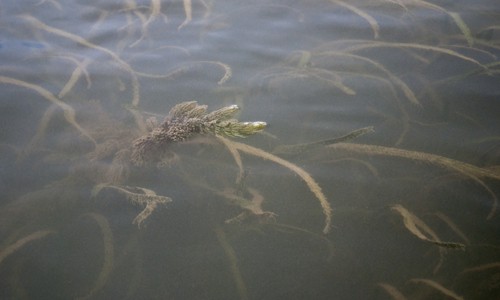 Wild celery and coontail are two species of bay grasses that grow in the shallow waters of the Chesapeake Bay. (Chesapeake Bay Program)