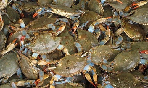 More than one-third of the nation's blue crab catch comes from the Chesapeake Bay. (Tuaussi/Flickr)