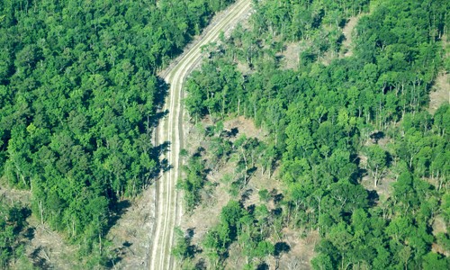 Roads, farms, housing and other human activities divide 60 percent of the Chesapeake Bay watershed's forests into disconnected fragments, which are less resilient to disturbances and more prone to negative influences like wildfires and invasive species. (Chesapeake Bay Program)