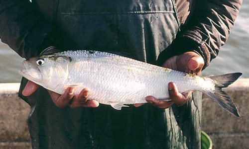 Shad- American shad once supported the most valuable finfish fishery in the Chesapeake Bay. Today, commercial and recreational shad harvest is closed throughout most of the region. (Jim Cummins/Interstate Commission on the Potomac River Basin)