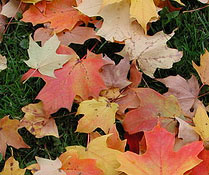 Photo Credit: mksfly/Flickr