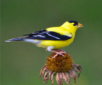 Photo Credit: Chad Horwedel/Flickr