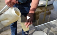 Bay 101: Algae Blooms