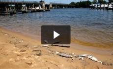 Bay 101: Fish Kills