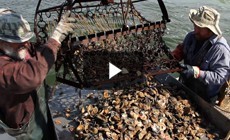 Bay 101: Oysters