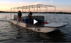 Bay 101: American Shad