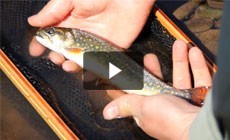 From the Field: Tagged brook trout reveal the pristine health of Maryland’s Savage River