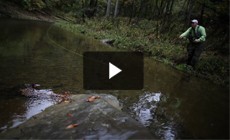From the Field: Linking land and water in brook trout conservation