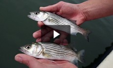 Bay 101: Striped Bass