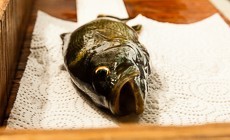 Bay 101: Intersex Fish