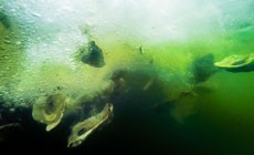 Two Billion Oysters: Harris Creek Reaches a Recovery Milestone