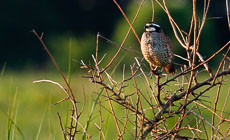 Restoration Spotlight: Chino Farms brings back the bobwhite quail