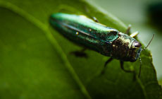 Bay 101: Emerald Ash Borer