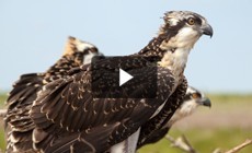 Bay 101: Ospreys