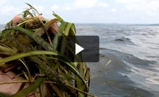 Bay 101: Bay Grasses