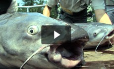 From the Field: Monitoring Blue Catfish in Virginia’s James River