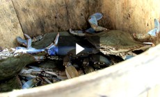 Bay 101: Blue Crabs
