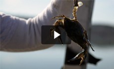 From the Field: Winter dredge survey counts Chesapeake Bay crabs