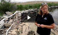 Restoration Spotlight: Urban wetland provides refuge for Baltimore wildlife