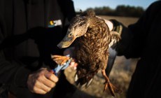 From the Field: Conserving Habitat for American Black Ducks