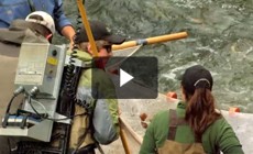 From the Field: The search for the Maryland darter